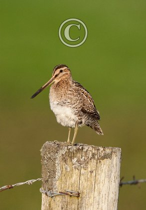 Common Snipe on a Post DM1054